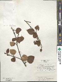 Betula pubescens image