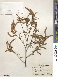 Betula pubescens image