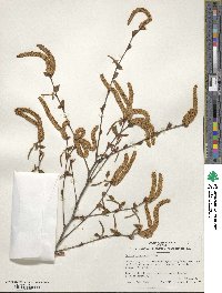 Betula pubescens image