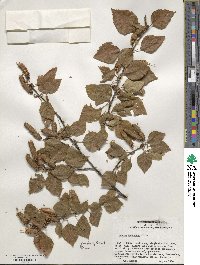 Betula pubescens image