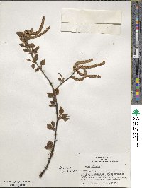 Betula pubescens image