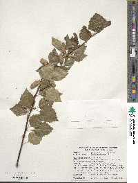 Betula pubescens image