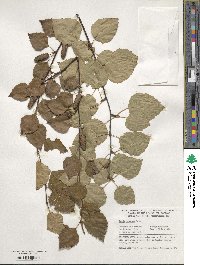 Betula pubescens image