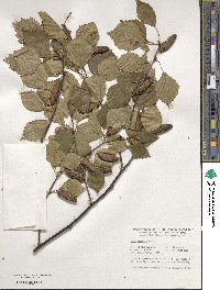 Betula pubescens image