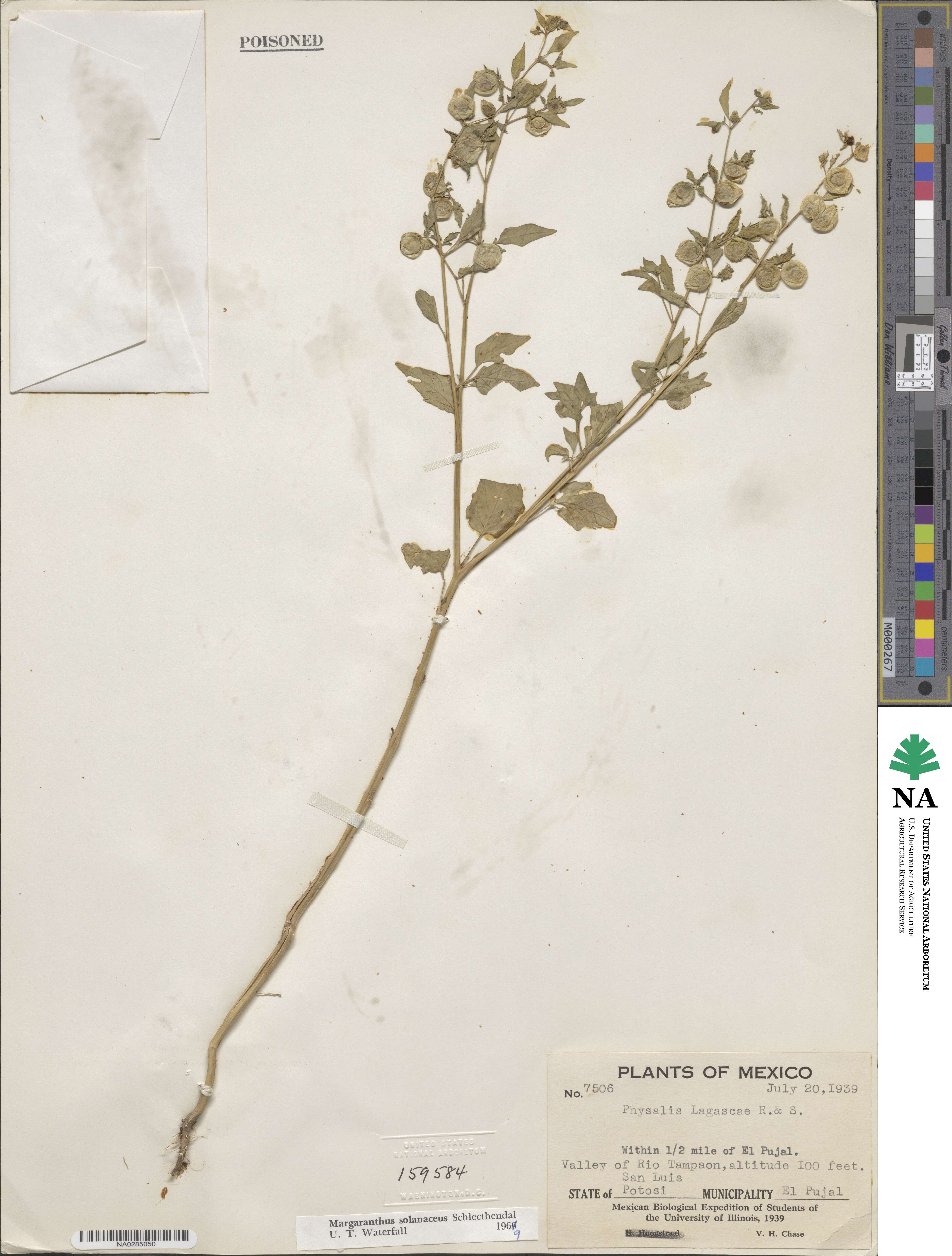 Physalis solanacea image