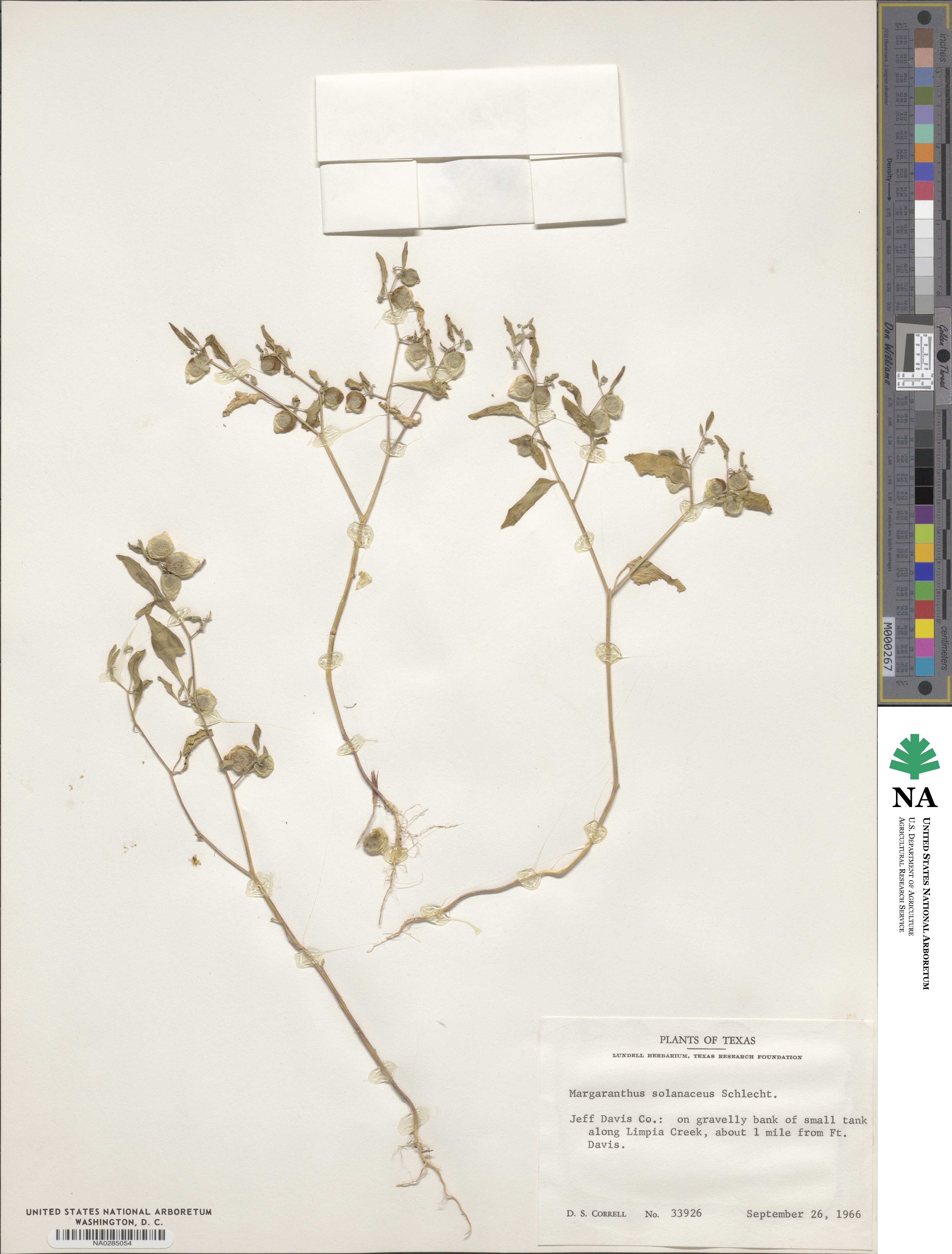 Physalis solanacea image