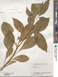 Scopolia japonica image