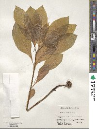 Scopolia japonica image