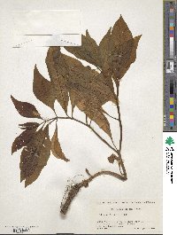 Scopolia japonica image