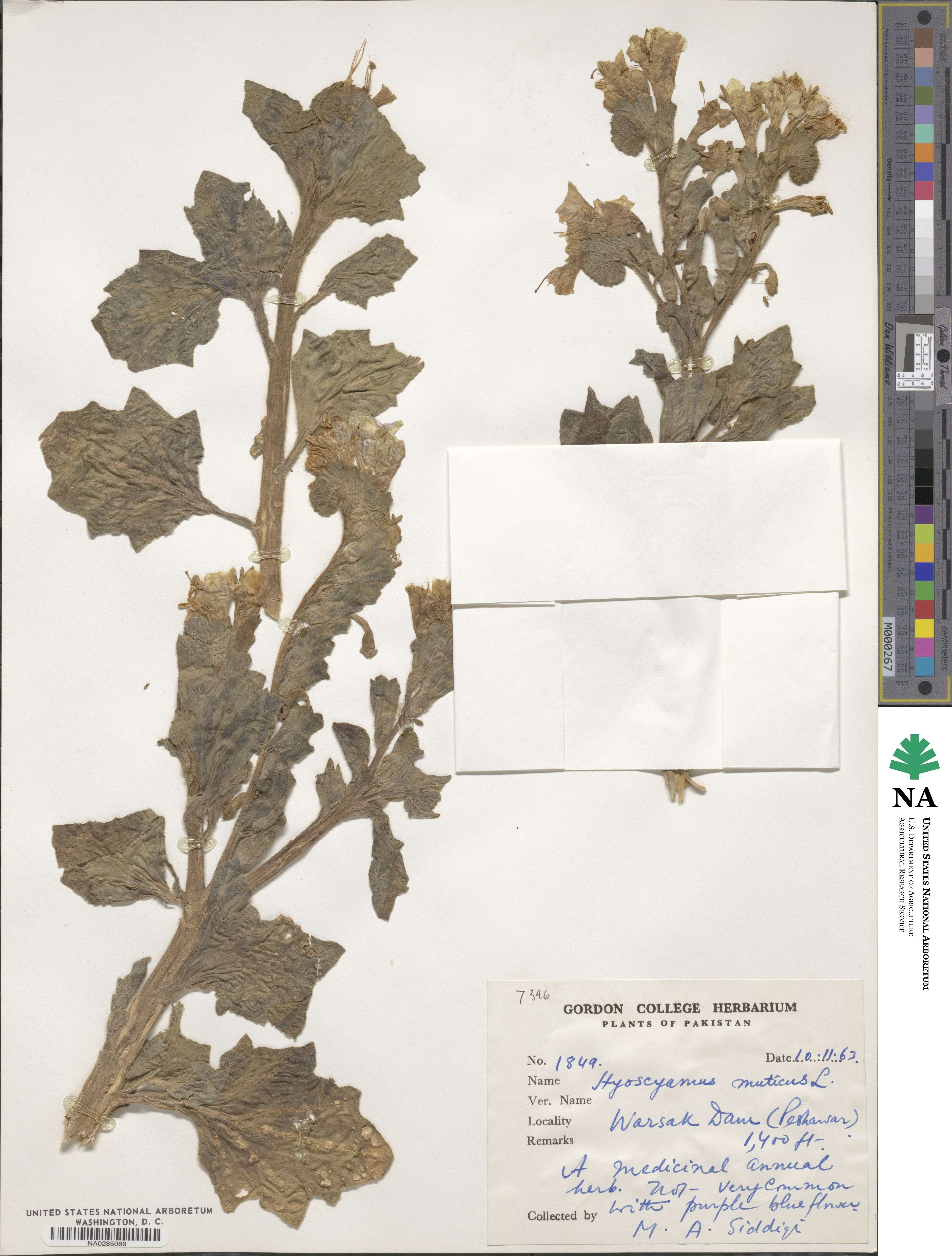 Hyoscyamus muticus image