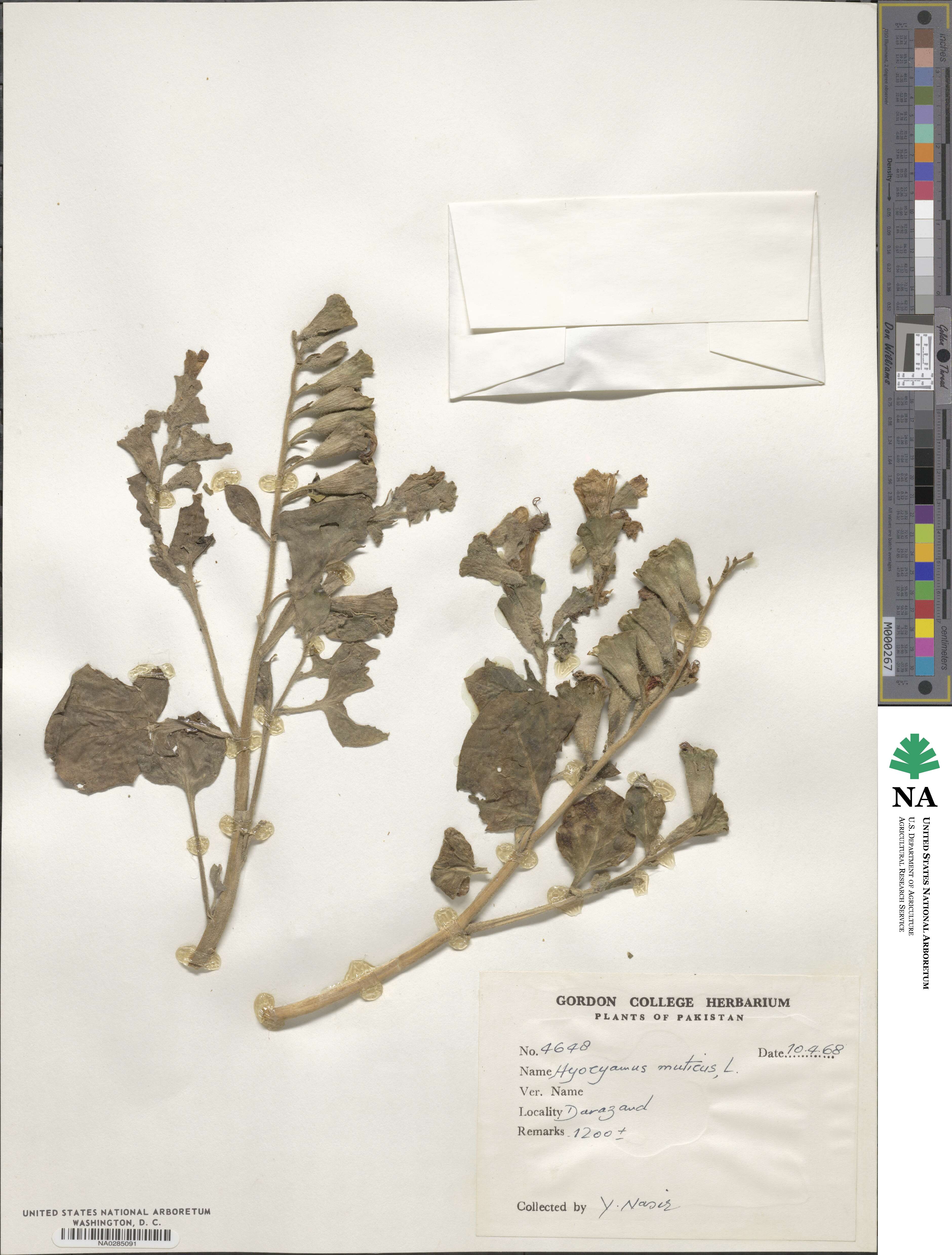 Hyoscyamus muticus image