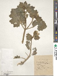 Image of Hyoscyamus albus