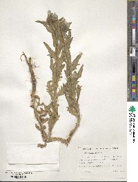 Hyoscyamus albus image