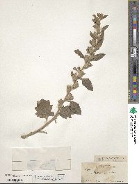 Hyoscyamus albus image