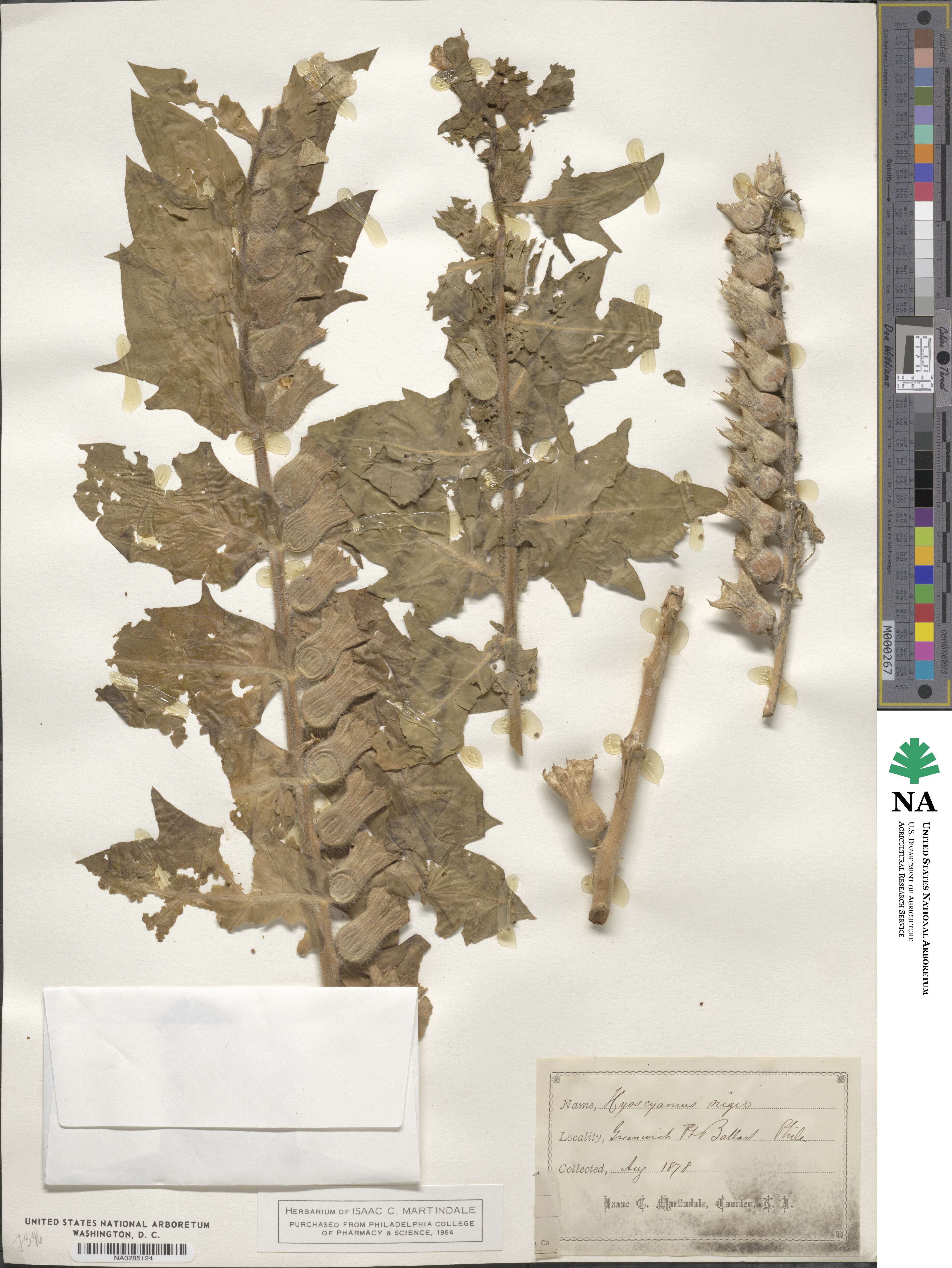 Hyoscyamus albus image