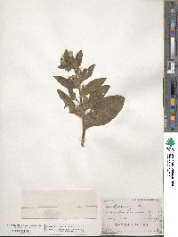 Hyoscyamus albus image