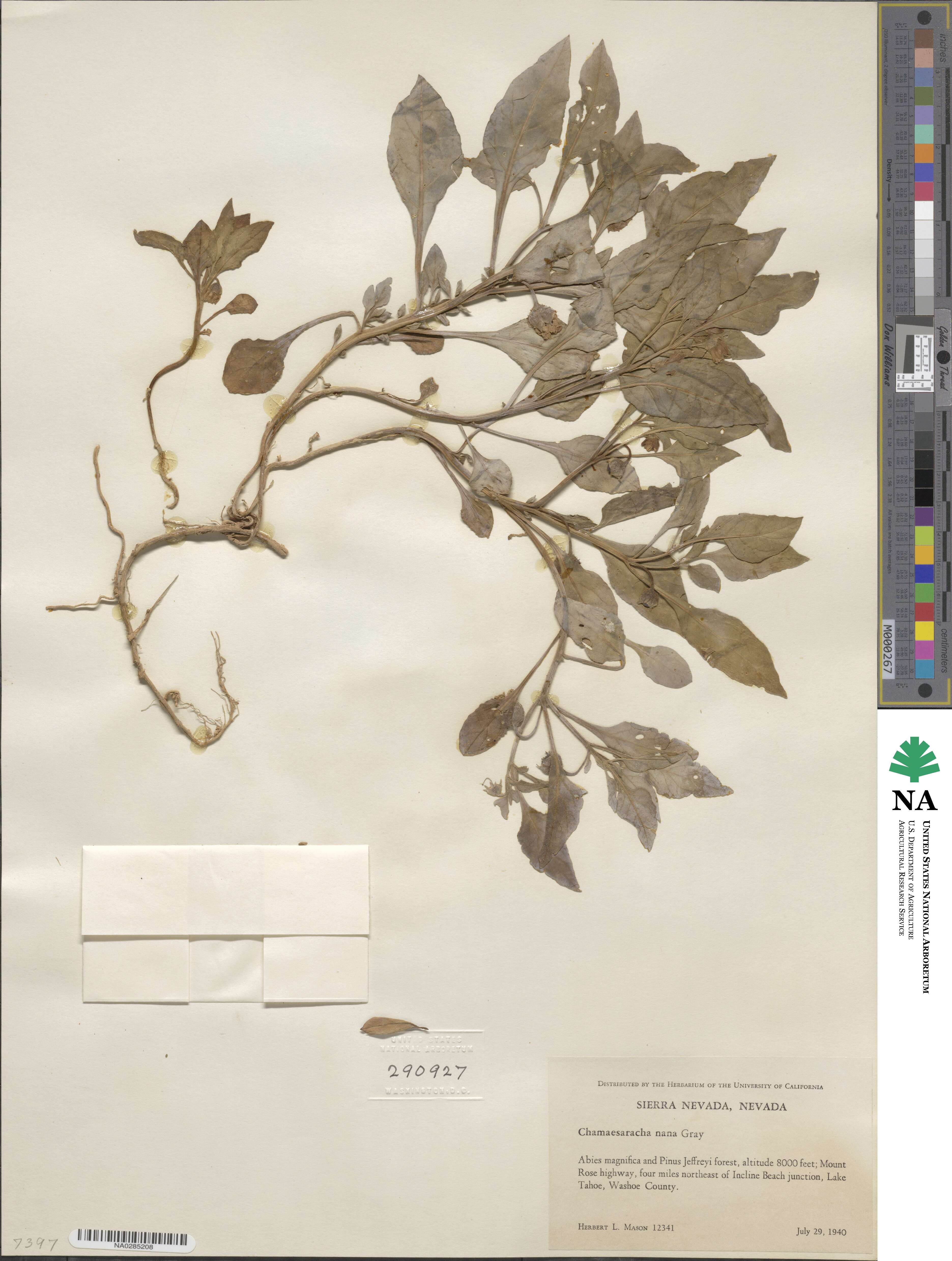 Leucophysalis nana image