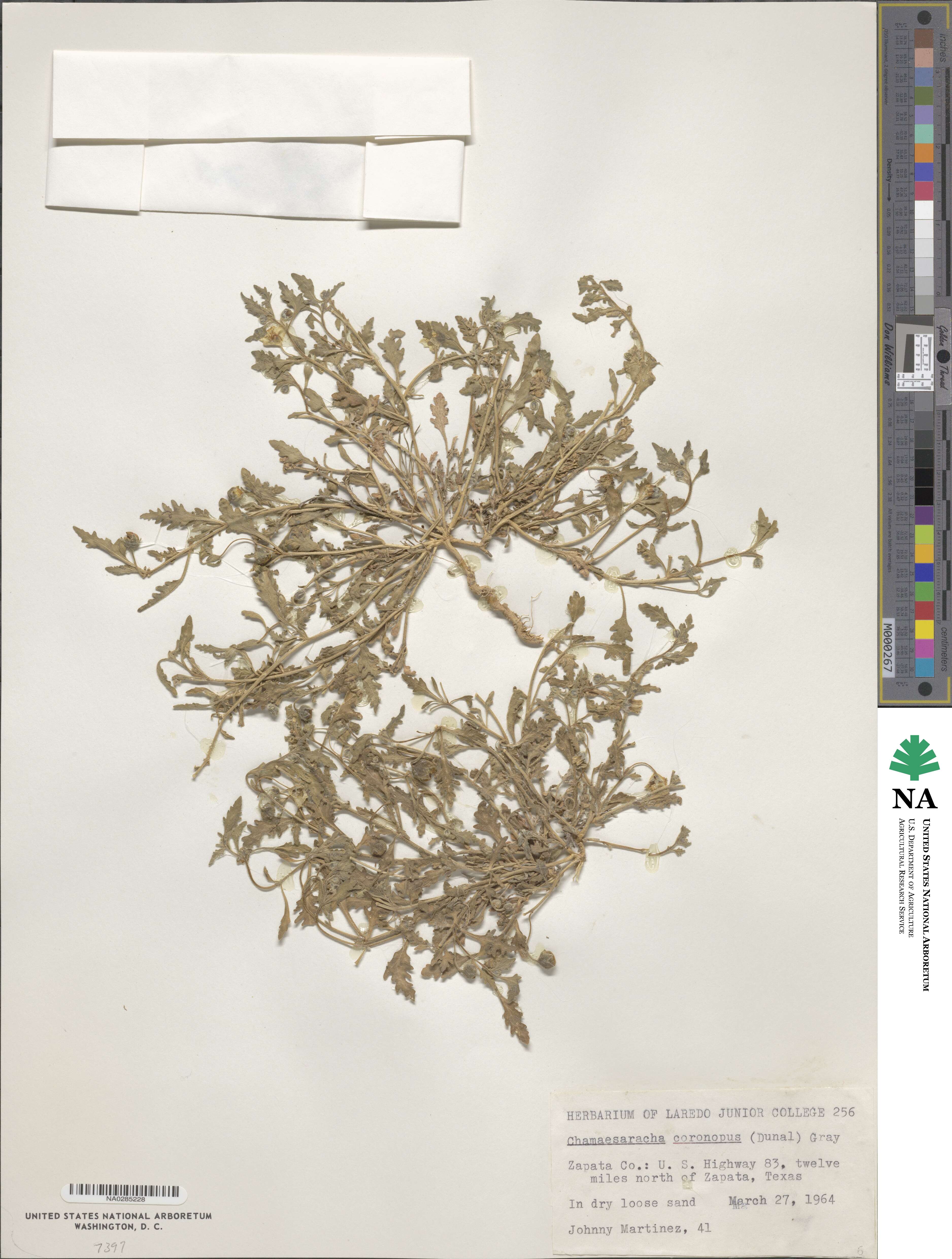 Chamaesaracha coronopus image