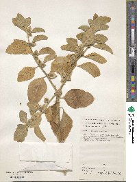 Image of Withania somnifera