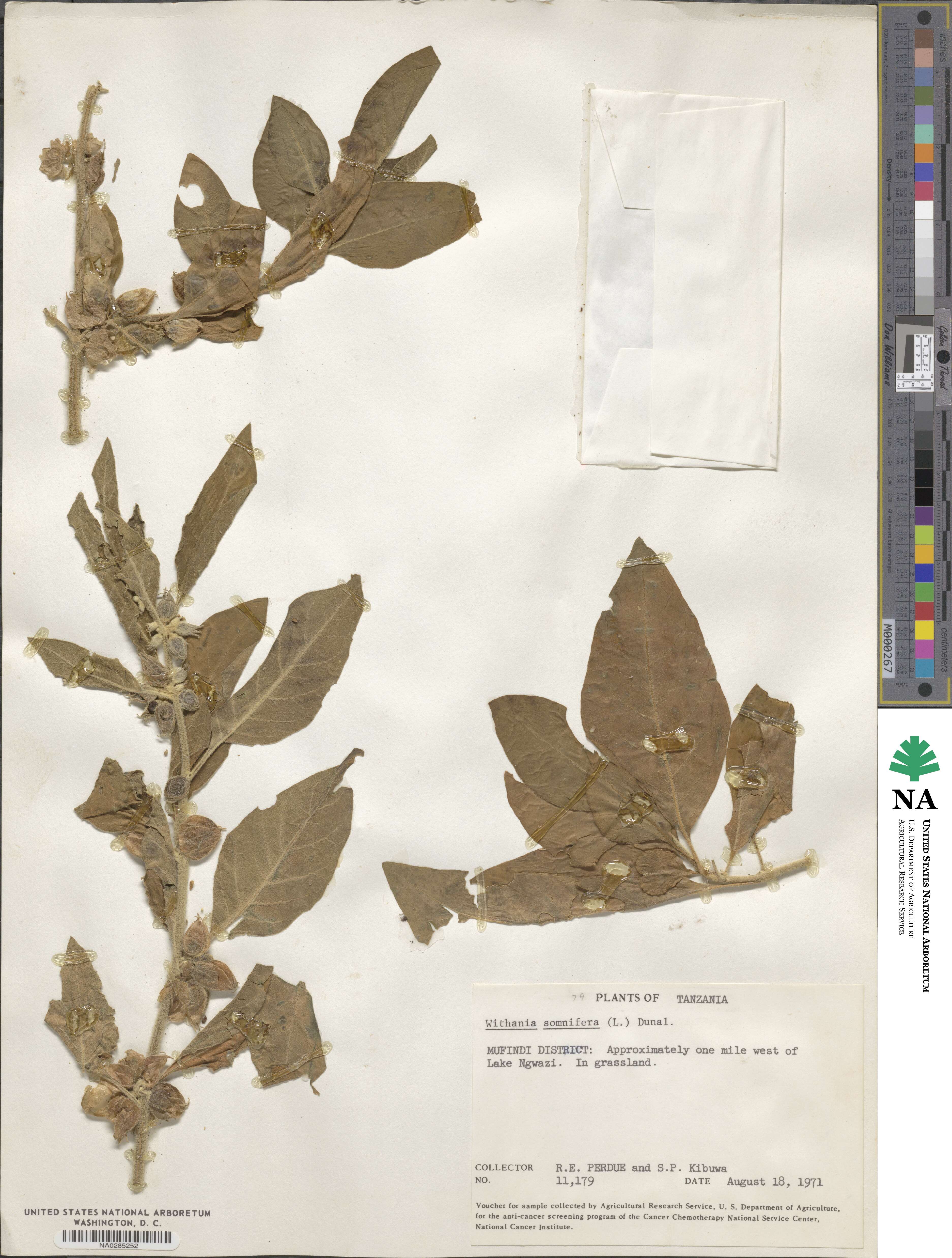 Withania somnifera image