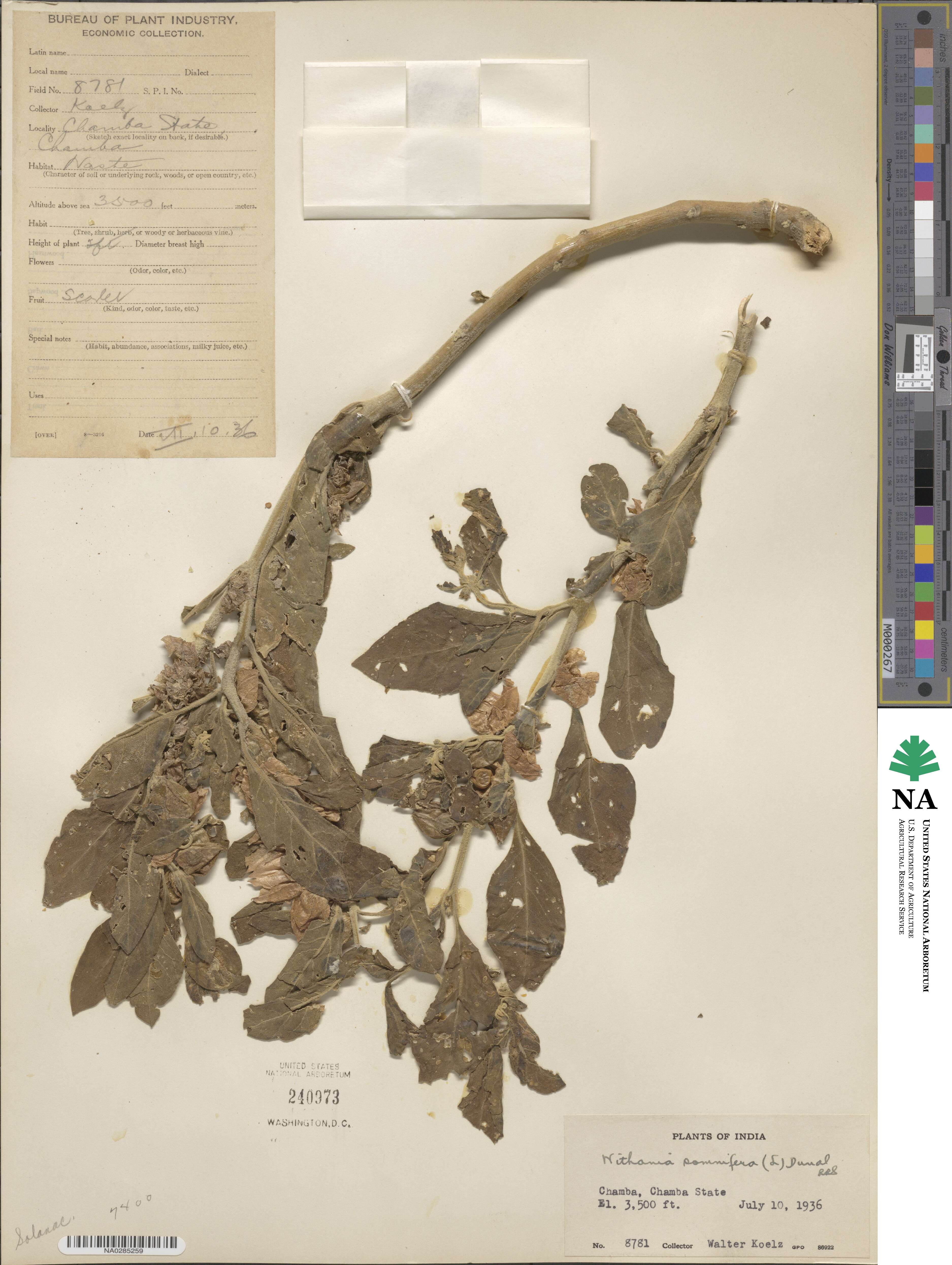 Withania somnifera image