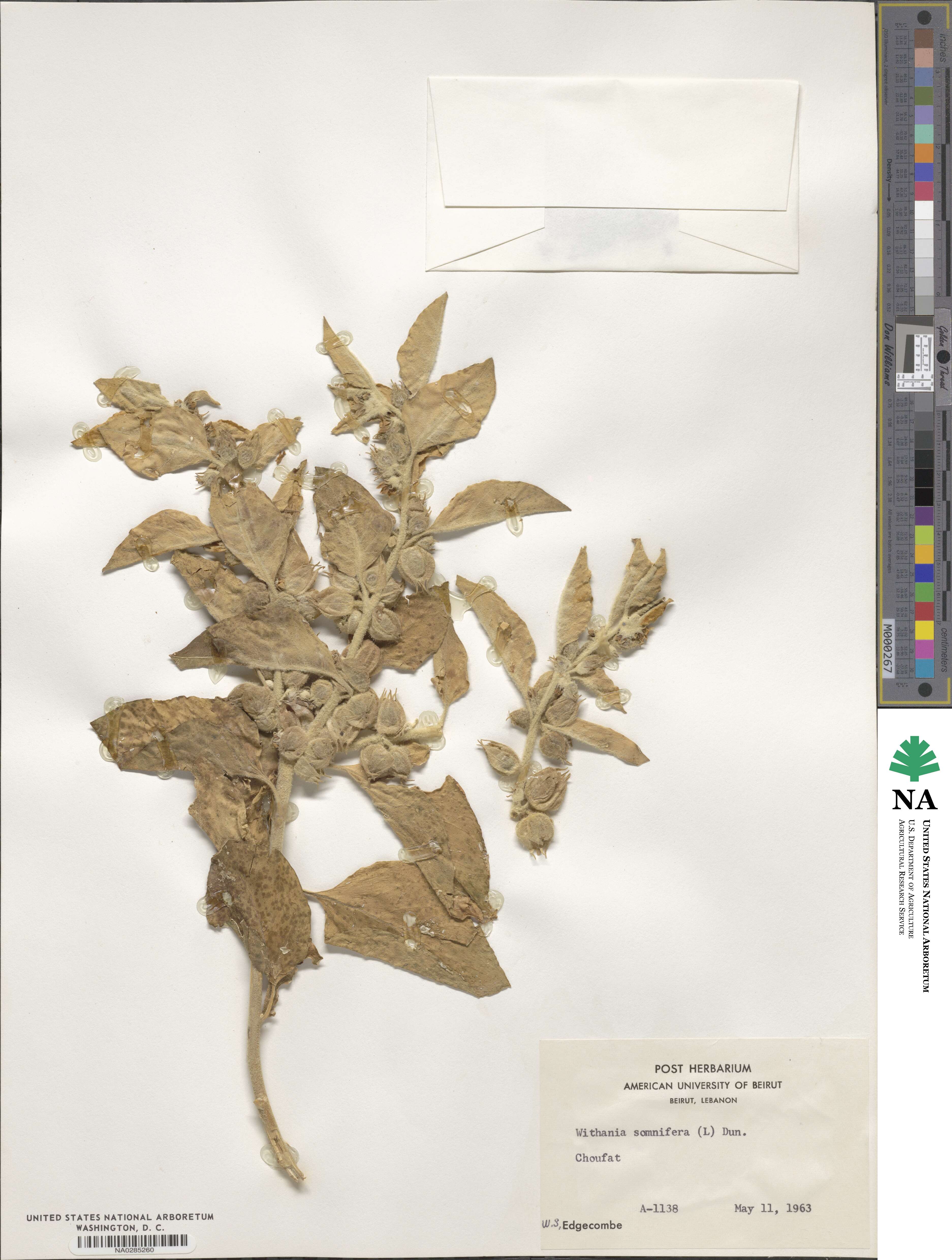 Withania somnifera image