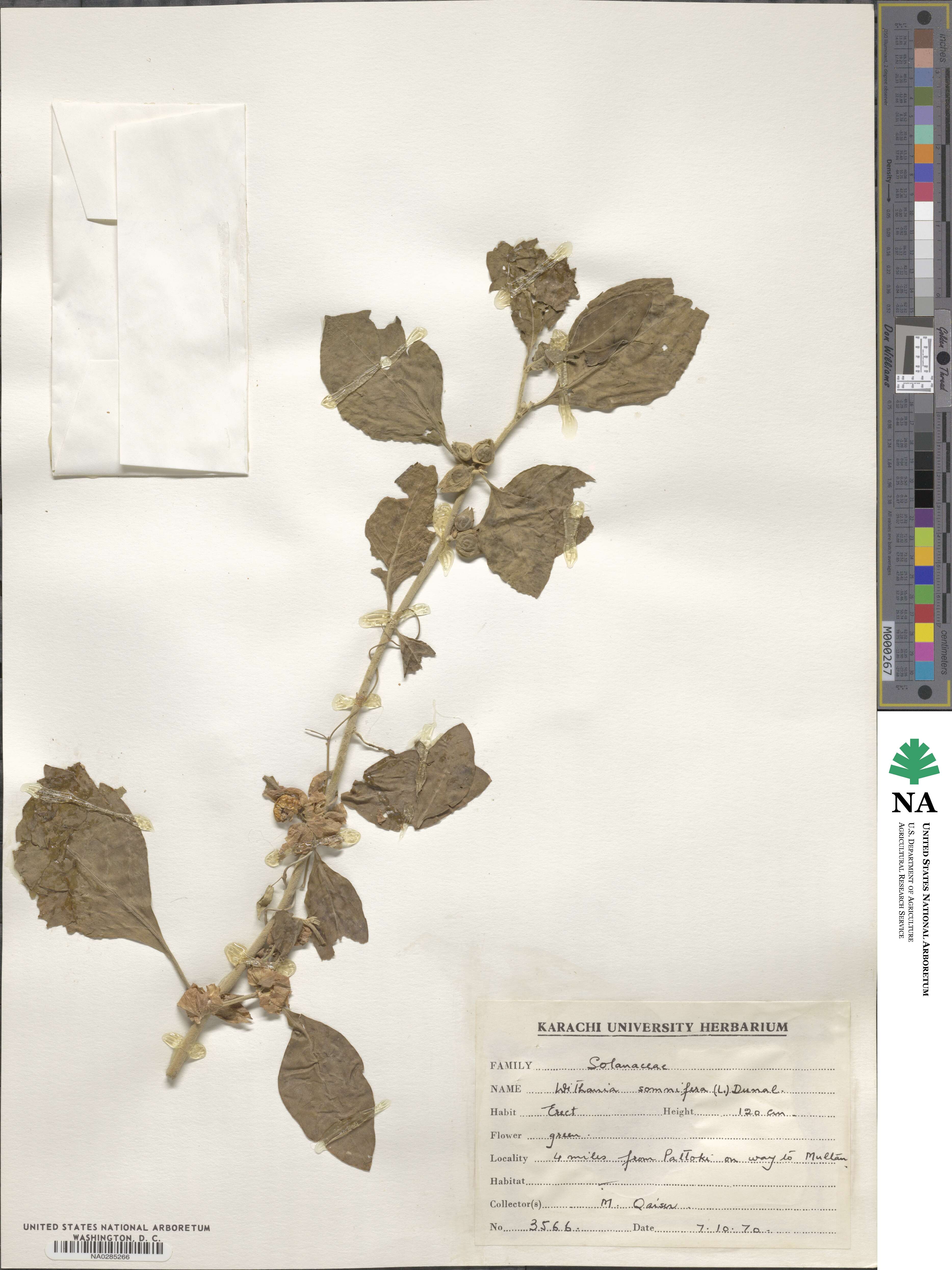 Withania somnifera image