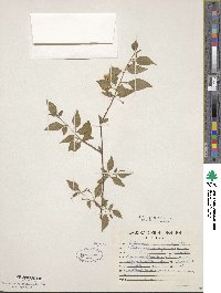 Image of Physalis melanocystis