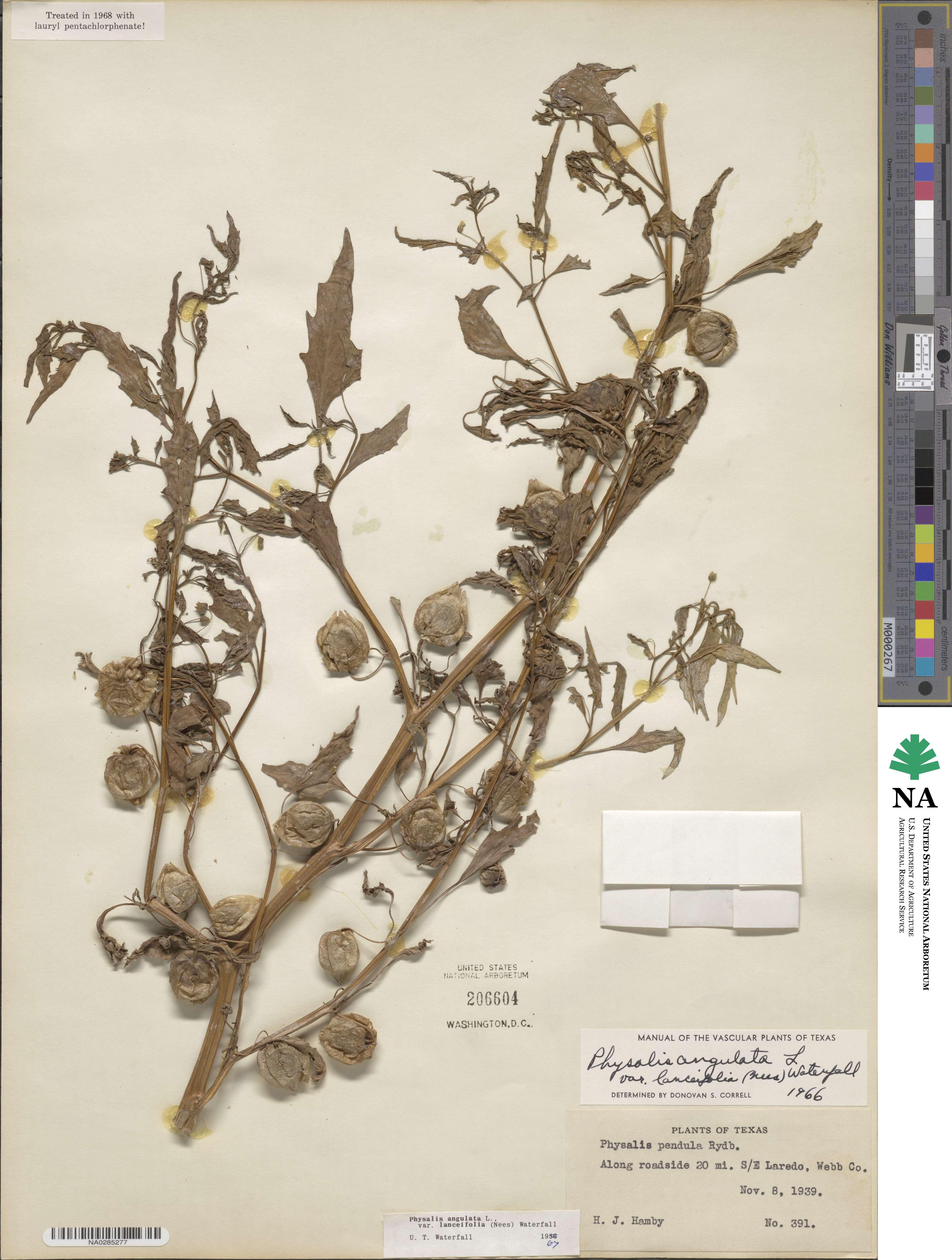 Physalis angulata var. lanceifolia image
