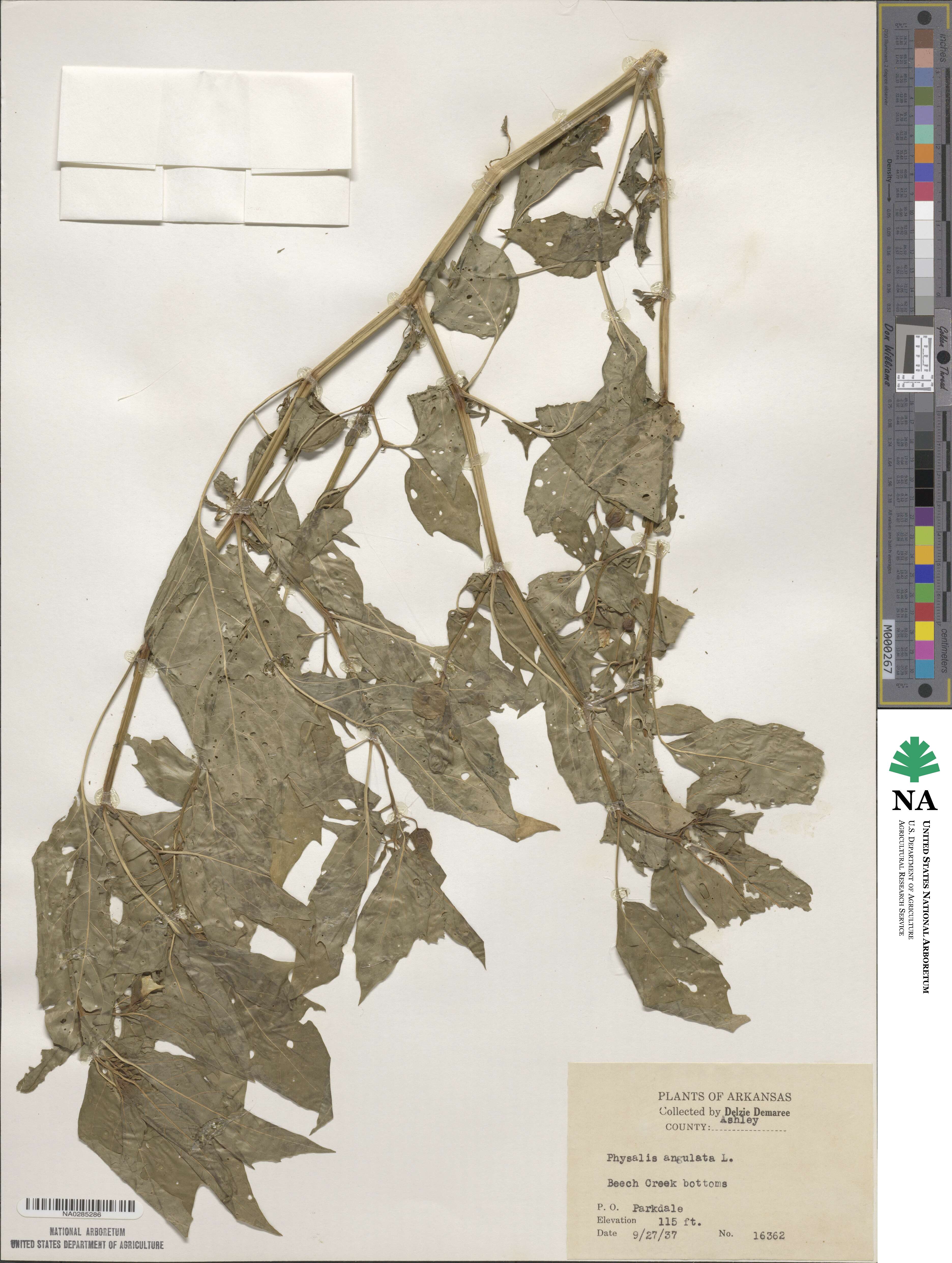 Physalis angulata image