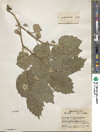 Physalis heterophylla image