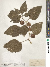 Physalis alkekengi image