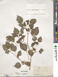 Physalis cordata image