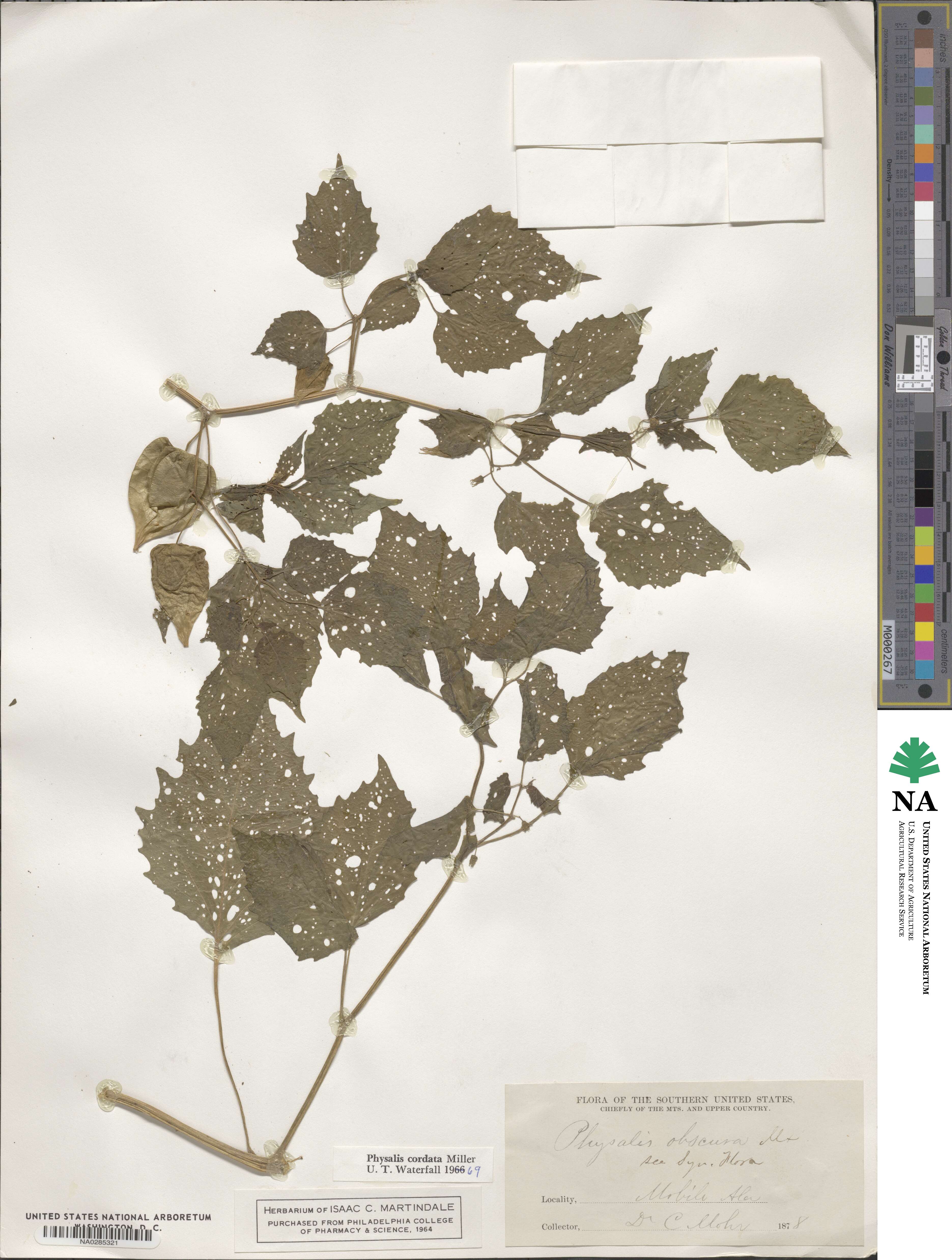 Physalis cordata image