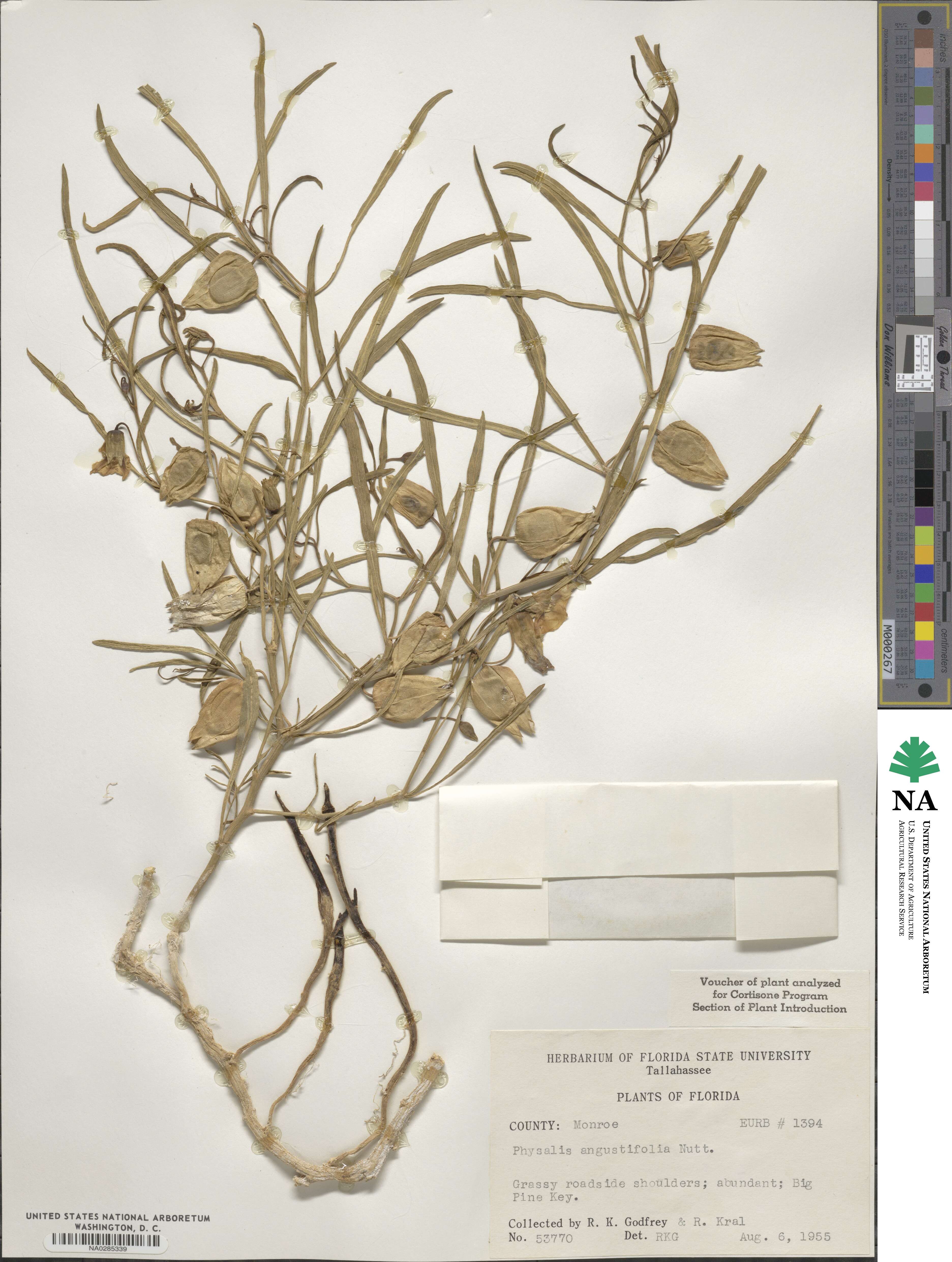Physalis angustifolia image