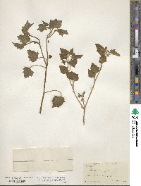 Physalis hederifolia image