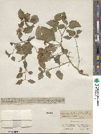 Physalis hederifolia image