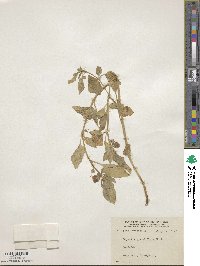 Jaltomata grandiflora image