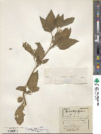 Jaltomata grandiflora image