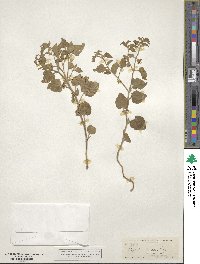 Physalis hederifolia var. fendleri image