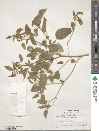 Physalis hederifolia image