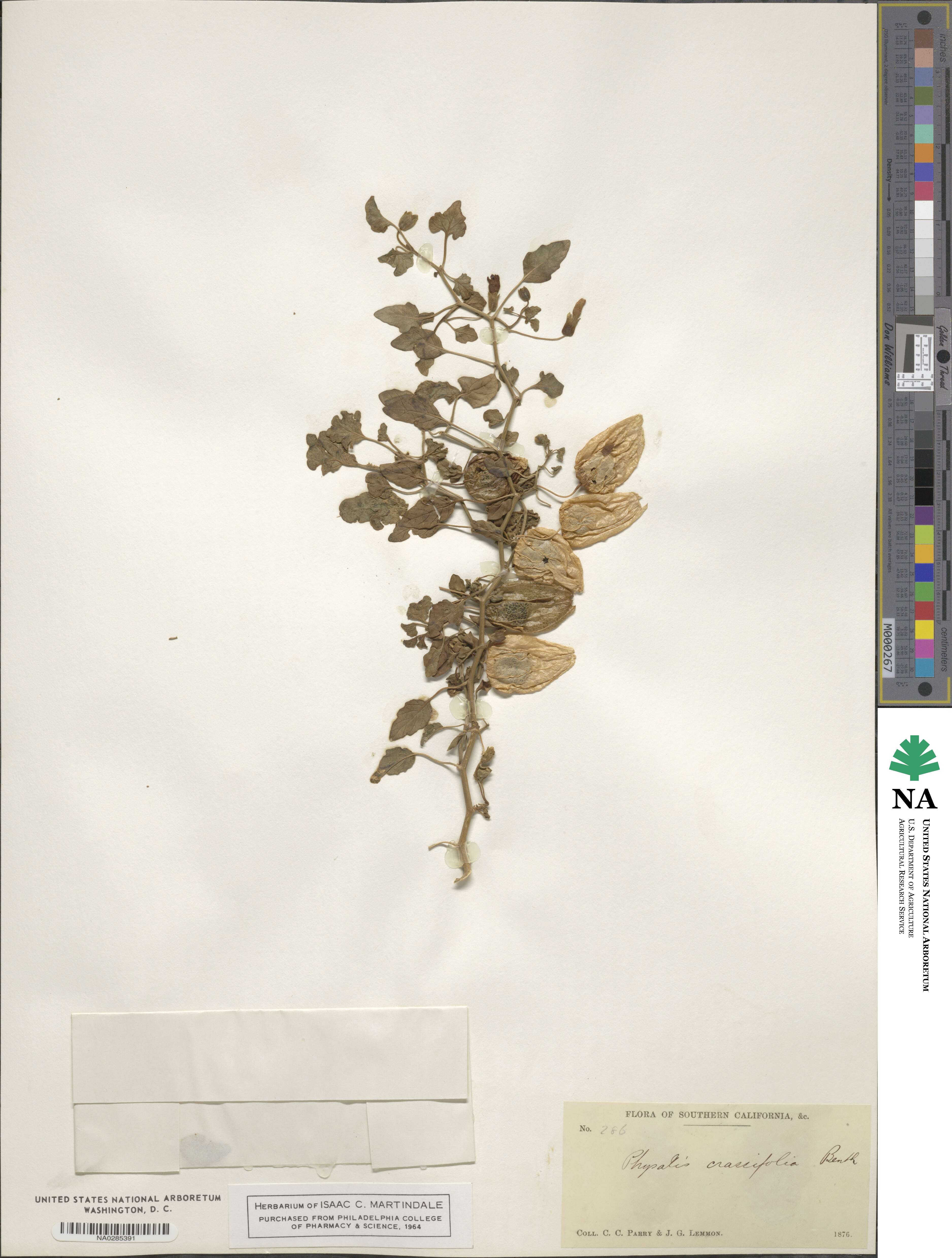 Physalis crassifolia image