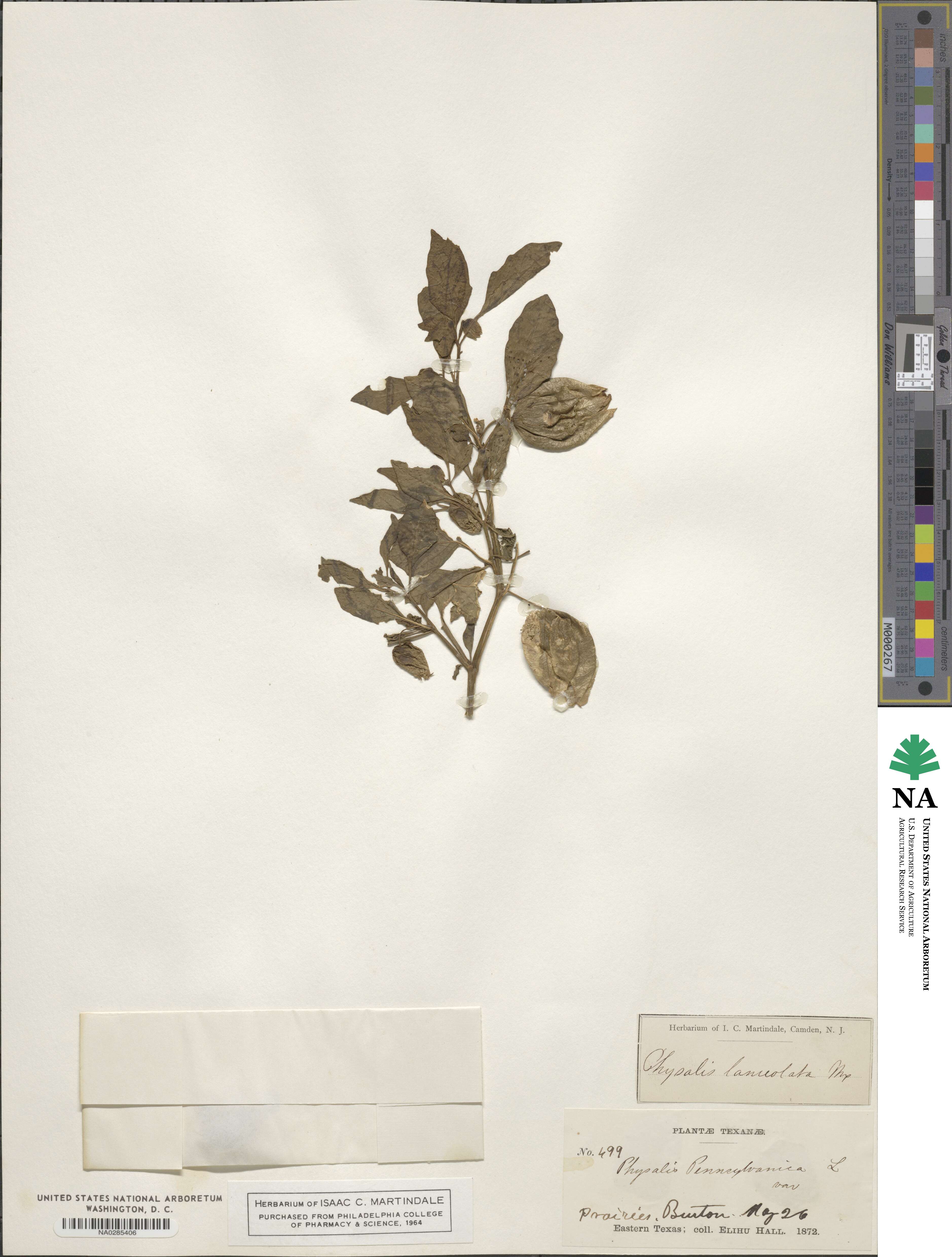 Physalis lanceolata image