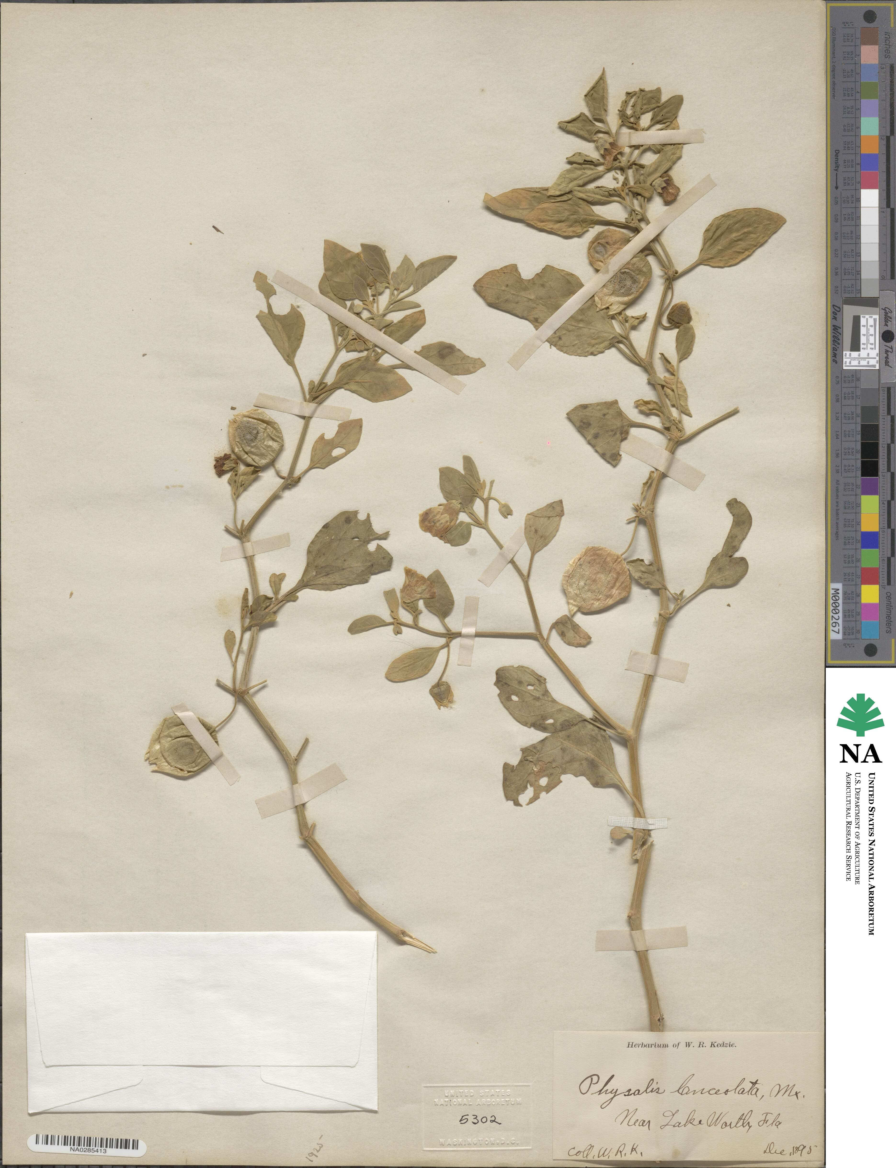 Physalis image