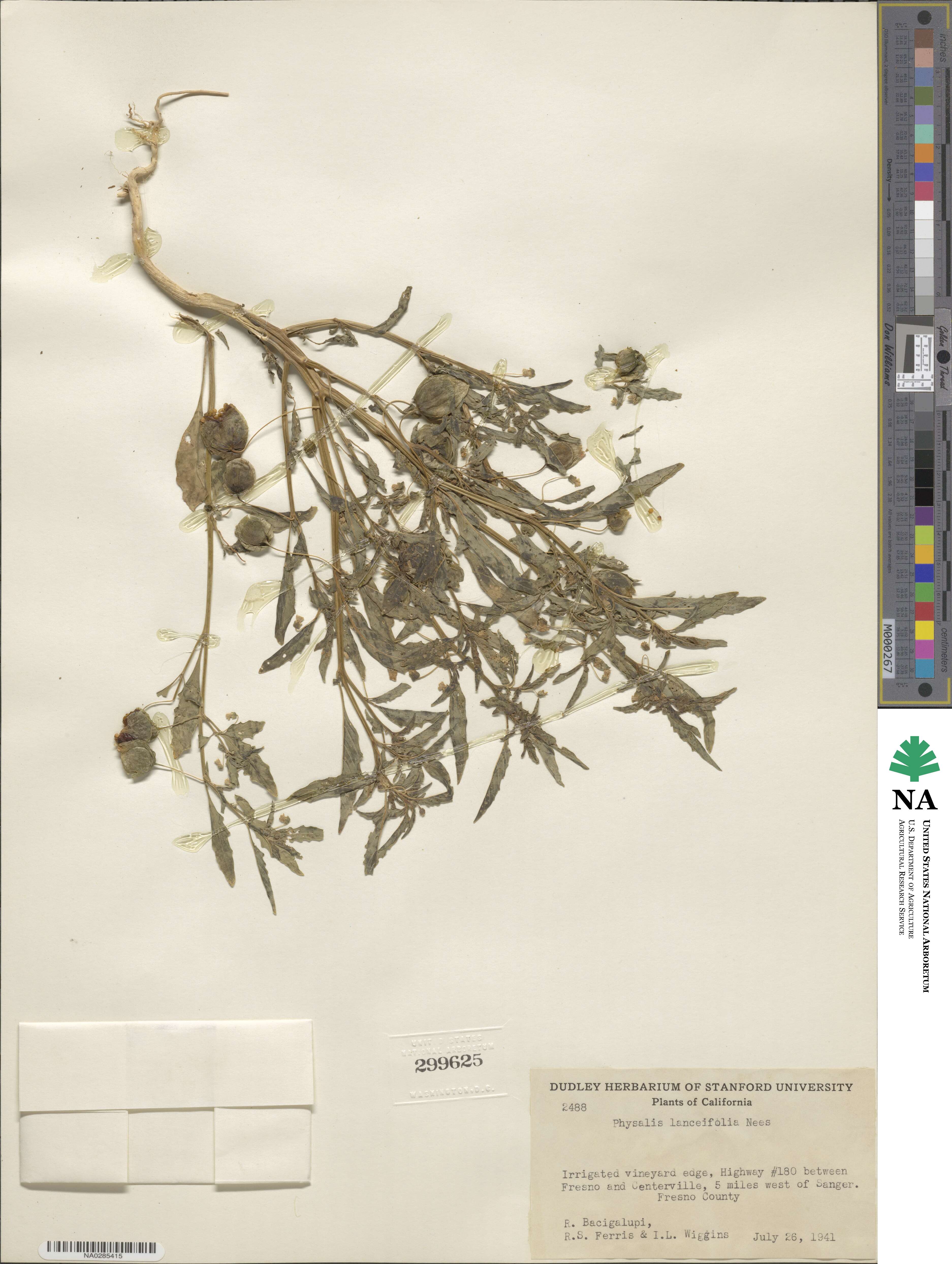 Physalis lanceifolia image