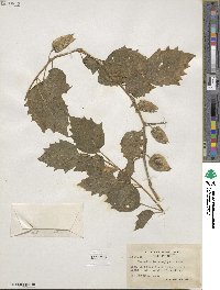 Physalis heterophylla image