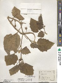 Physalis heterophylla image