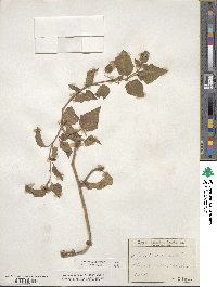 Physalis heterophylla image