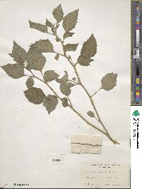 Physalis heterophylla image