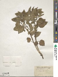 Physalis heterophylla image